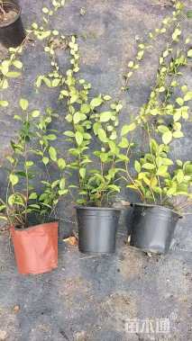 20厘米风车茉莉