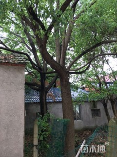 40公分香樟