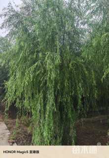 11公分青皮垂柳