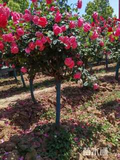 2公分高杆树状月季