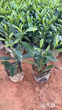 高度20.25厘米非洲茉莉