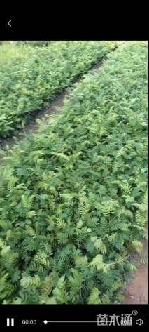 高度20厘米红绒球