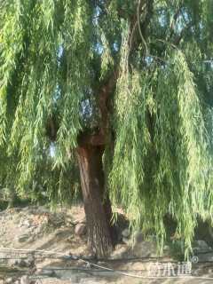 85公分垂柳