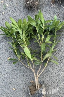 高度30厘米海桐