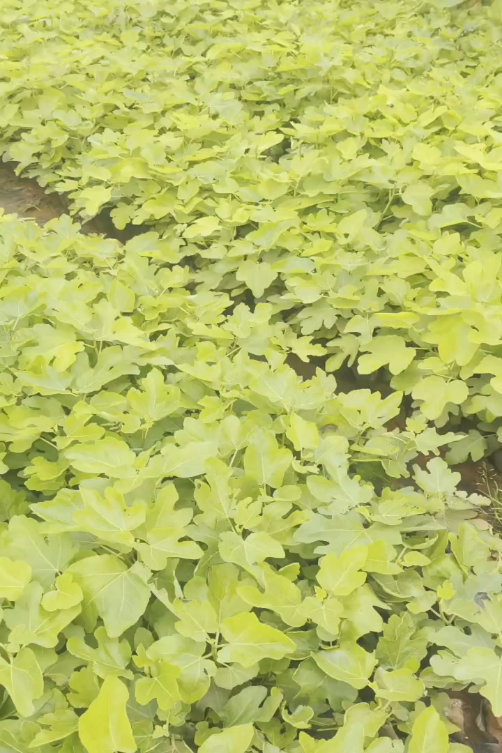 高度20厘米无花果小苗