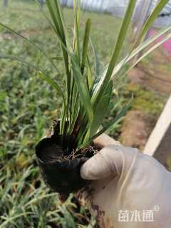 高度20厘米兰花