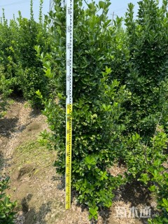 高度120厘米大叶黄杨柱