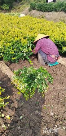 高度20厘米金森女贞