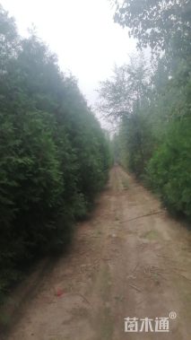 原生苗朝鲜崖柏