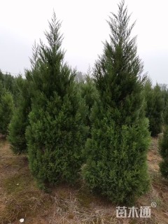 高度200厘米蜀桧