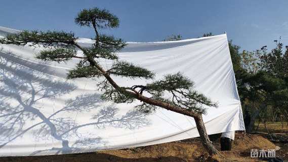 高度200厘米黑松