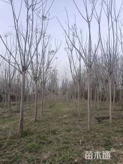 10公分黄山栾树