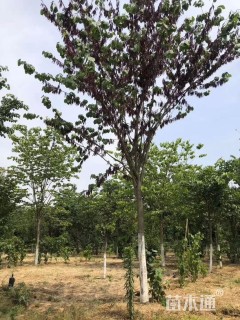 10公分巨紫荆