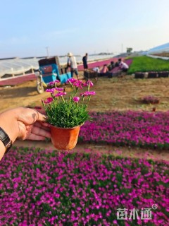 高度10厘米欧石竹