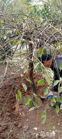 8公分垂枝梅