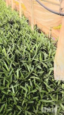 高度30厘米翠芦莉