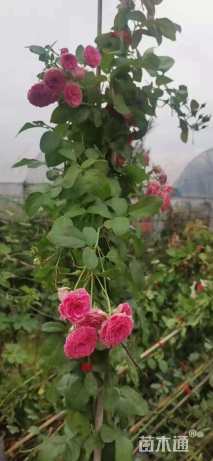 200厘米藤本月季