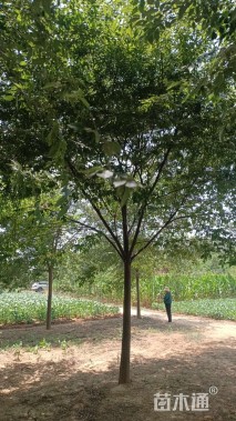 10公分榉树