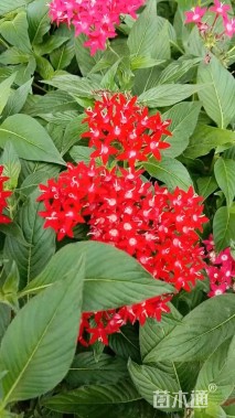 高度40厘米五星花