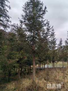 13公分柳杉