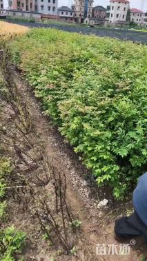 高度50厘米火焰卫矛