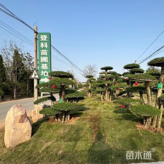 白蜡