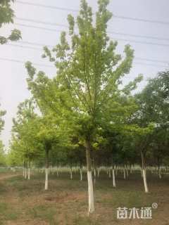 10公分金叶复叶槭