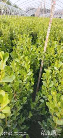 高度70厘米水蜡