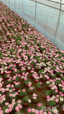 高度40厘米木春菊