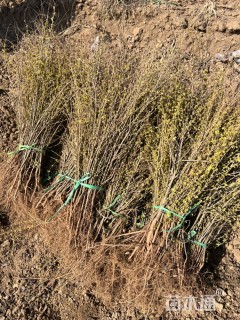 高度40厘米金叶榆小苗