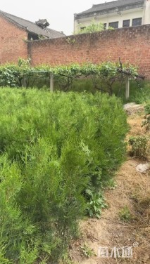 高度80厘米侧柏