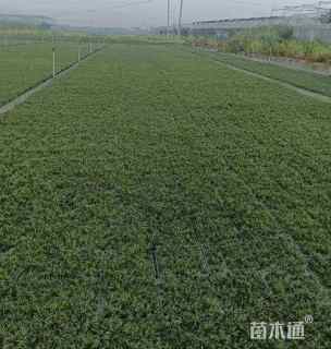 高度10厘米麦冬