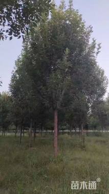 15公分白蜡