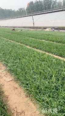 高度20厘米麦冬