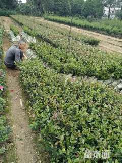 高度30厘米茶梅