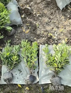 高度60厘米海桐