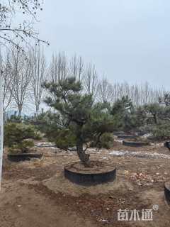 25公分造型黑松