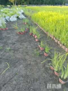 高度20厘米花菖蒲