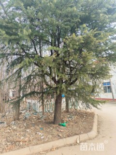 高度40000厘米雪松