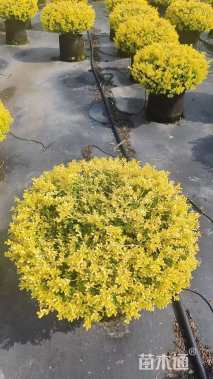 冠幅60厘米冬青球