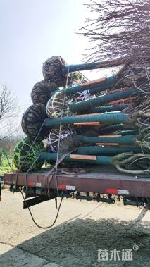 20公分日本晚樱