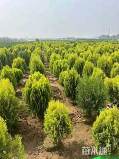 冠幅120厘米洒金柏球