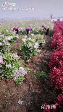 高度150厘米丛生丁香