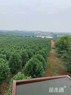 高度350厘米茶花