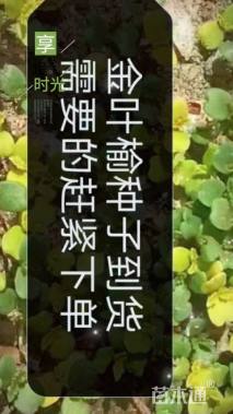 绿化草花种子