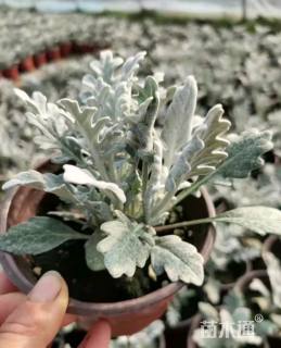 高度20厘米银叶菊