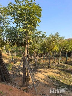 10公分红花风铃木