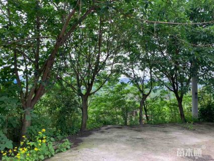 30公分黄葛树
