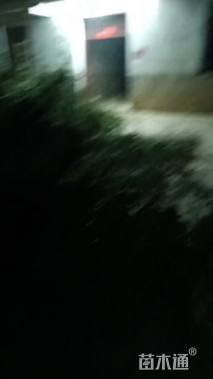 地栽苗青皮竹