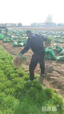 高度15厘米麦冬